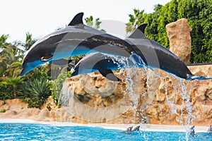 Two jumping dolphins in blue water