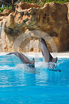 Two jumping dolphins in blue water