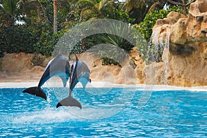 Two jumping dolphins in blue water