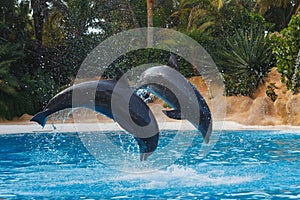 Two jumping dolphins in blue water