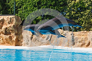 Two jumping dolphins in blue water