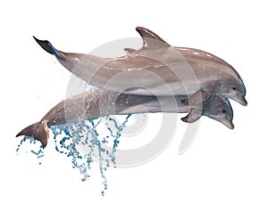 Two jumping dolphins isolated