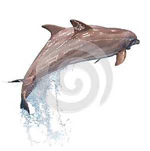 Two jumping dolphins isolated