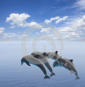 Two jumping dolphins