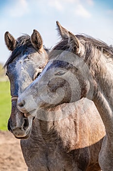 Two jumping horses stallions heads, they are close to each other. grey color