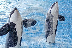 Two jumping orcas in a blue sea photo