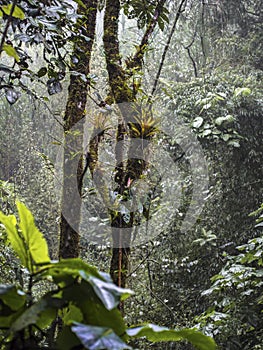 Two jungle trees in the cloud forest