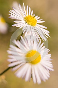 Two daisies, just flowered, in spring time