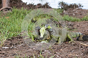 Two juveline Green Iguanas fighting over a piece of lettuce photo