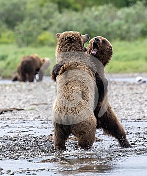 Two juvenile Alaskan brown bears play fighting