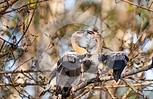 Two Juvenile Anhinga birds called Anhinga anhinga and snakebird