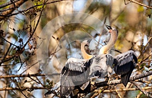 Two Juvenile Anhinga birds called Anhinga anhinga and snakebird