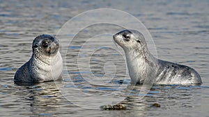 two Juvenile Antarctic fur seal (Arctocephalus gazella) in South Georgia in its natural environment