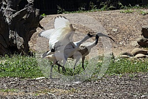 Two Juvenile Australian White Ibis (Threskiornis molucca) in Sydney, NSW, Australia