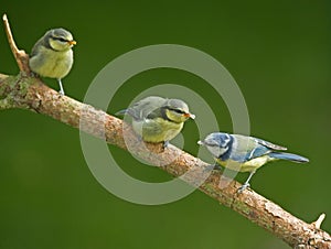 Two juvenile Blue Tits and mother bird. photo