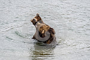 Two juvenile brown bears play fighting in the Brooks River, Katmai National Park, Alaska, USA