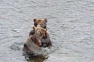 Two juvenile brown bears play fighting in the Brooks River, Katmai National Park, Alaska, USA