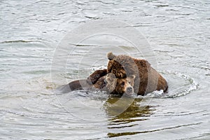 Two juvenile brown bears play fighting in the Brooks River, Katmai National Park, Alaska, USA