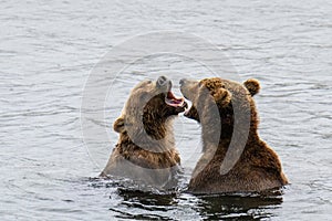 Two juvenile brown bears play fighting in the Brooks River, Katmai National Park, Alaska, USA