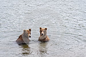 Two juvenile brown bears play fighting in the Brooks River, Katmai National Park, Alaska, USA