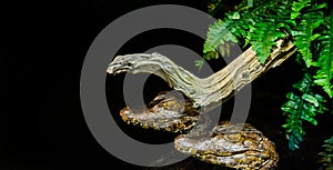 Two juvenile dwarf caiman alligators together in the water in the dark, nocturnal animals from america