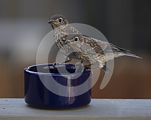 Two juvenile Eastern Bluebirds feeding on mealworms