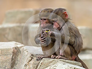 Two juvenile Hamadryas baboons