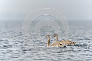Two juvenile Mute Swan Cygnus olor floating on water.