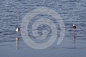 Two juvenile pied stilts are standing on one leg in the shallows, one is facing the camera, the other is facing away
