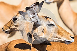 Two juvenile red-billed oxpeckers on a female Impala gazelle face in Maasai Mara National Reserve, Kenya