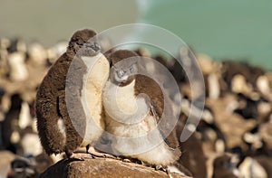 Two juvenile rockhopper penguins standing on a stone