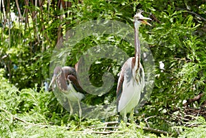 Two juvenile tricolored herons in a tree