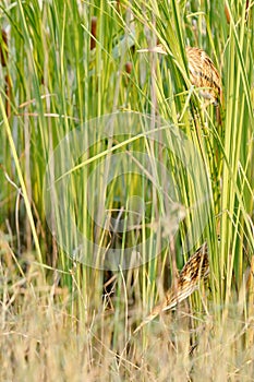 Two juvenile yellow bitten birds