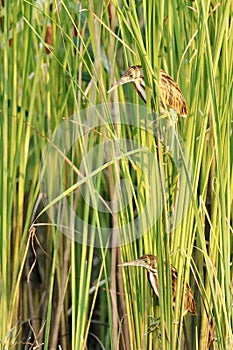 Two juvenile yellow bitten birds