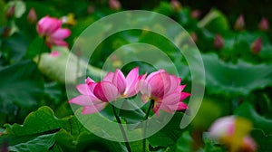 Two juxtaposed lotus flowers