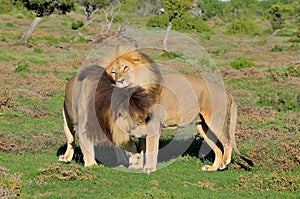 Two Kalahari lions playing in the Addo Elephant National Park