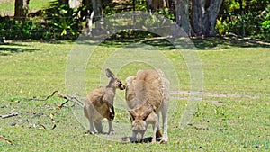 Two kangaroo`s sitting on a lane