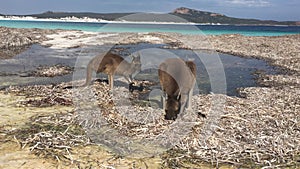 Two Kangaroos on the beach in Lucky Bay Western Australia 01