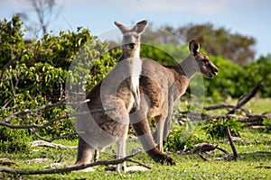 Two kangaroos in a bush land setting photo