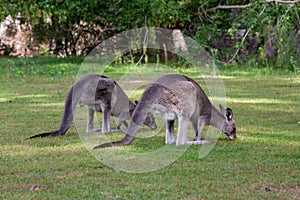 Two kangaroos eating grass