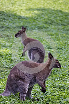 Two kangaroos photo