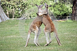the two kangaroos look like they are dancing but they are actually fighting