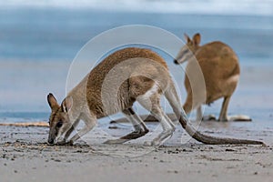 Two Kangaroos Looking for Food on the Beach at Cape Hillsborough, Queensland, Australia