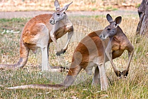 Two Kangaroos pose, Adelaide, Australia.