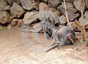 Two kangaroos on the sand
