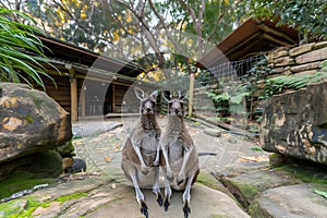 Two Kangaroos Standing in Dirt