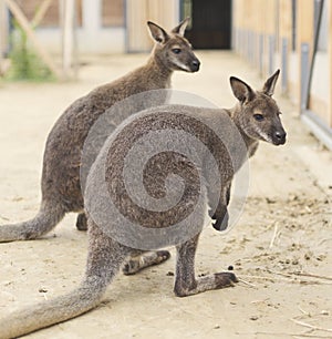 Two kangaroos in zoo