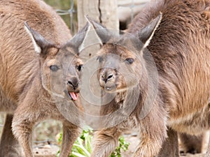 Two kangaroos in the zoo talk