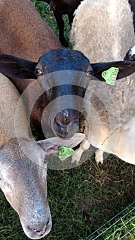 Two Katahdin ewe lambs looking at camera