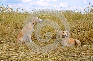 Two Kazakh greyhounds